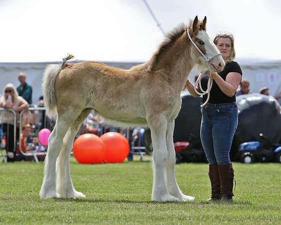 Dalkeith-325