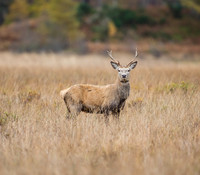 Red Deer-9