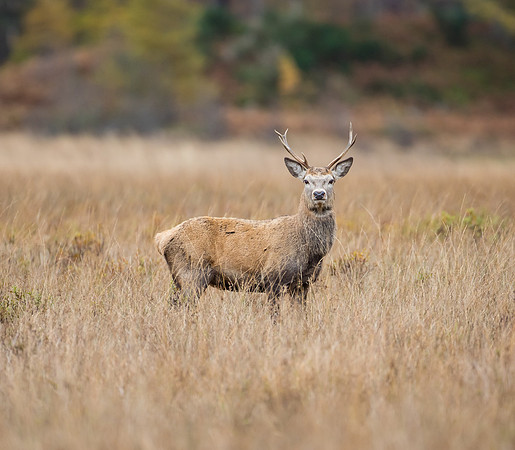 Red Deer-9