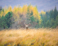 Landscapes
