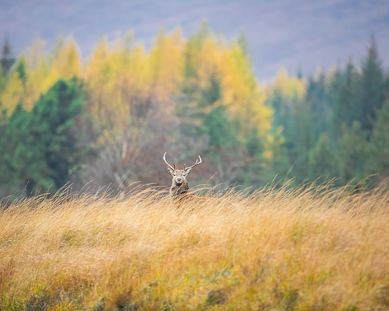 Red Deer-2